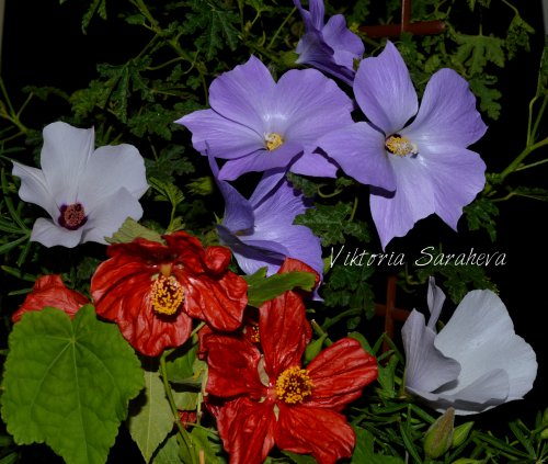 DSC_0594_500x423.jpg