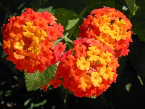 lantana (2) - копия.jpg