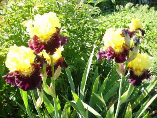 PICT2311.JPG