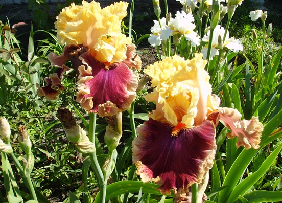 PICT2331.JPG