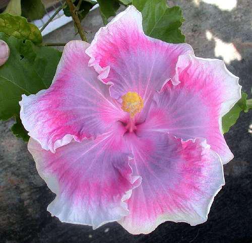 Tahitian Pink Princess b  .JPG