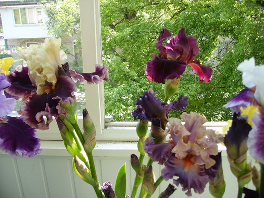 PICT2273.JPG