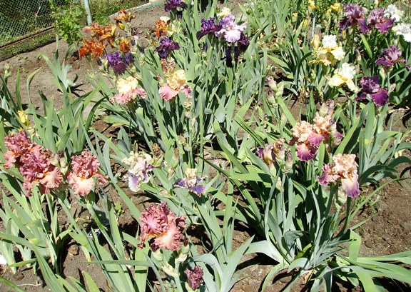 PICT5329.JPG