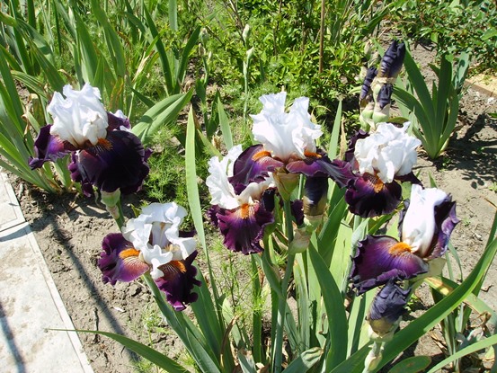 PICT0858.JPG