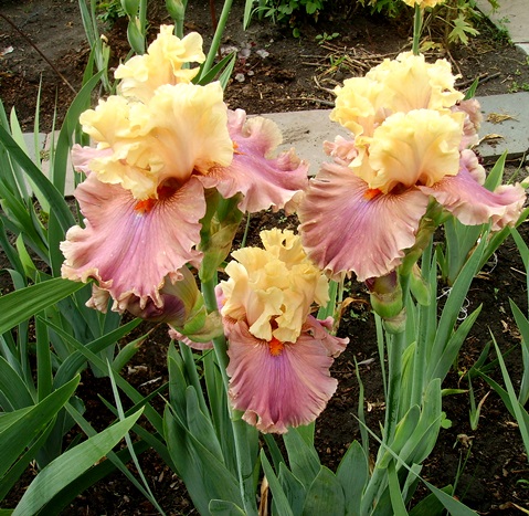 PICT5206.JPG