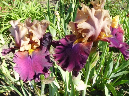 PICT2348.JPG