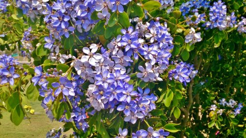 GUAIACUM OFFICINALE  O GUAYACAN 1_500x281.jpg