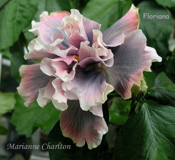 Marianne_Charlton_.jpg