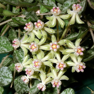 Hoya Curtis 2.jpg