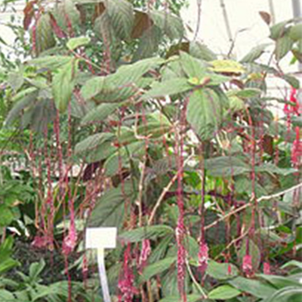 220px-Trichostigma_peruvianum_-_Berlin_Botanical_Garden_-_IMG_8700.JPG