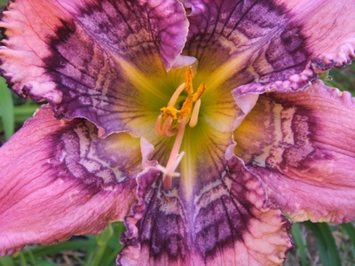 seedling-2017. июнь.jpg