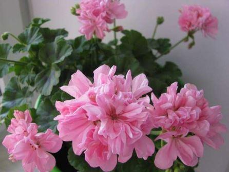 349254808_2_644x461_pelargoniya-zonalnaya-jackpot-wild-rose-fotografii.jpg