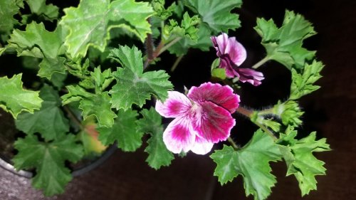 image (2)_500x281.jpg
