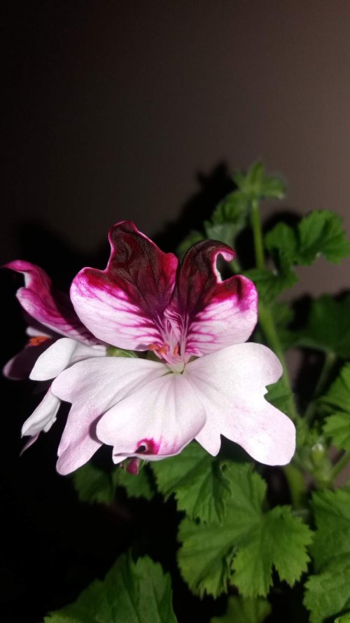 Debbie Angel Geranium 1_500x889.jpg