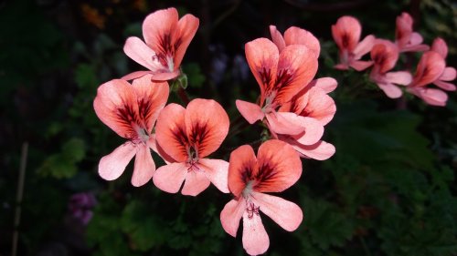 20160708_175324_500x281.jpg