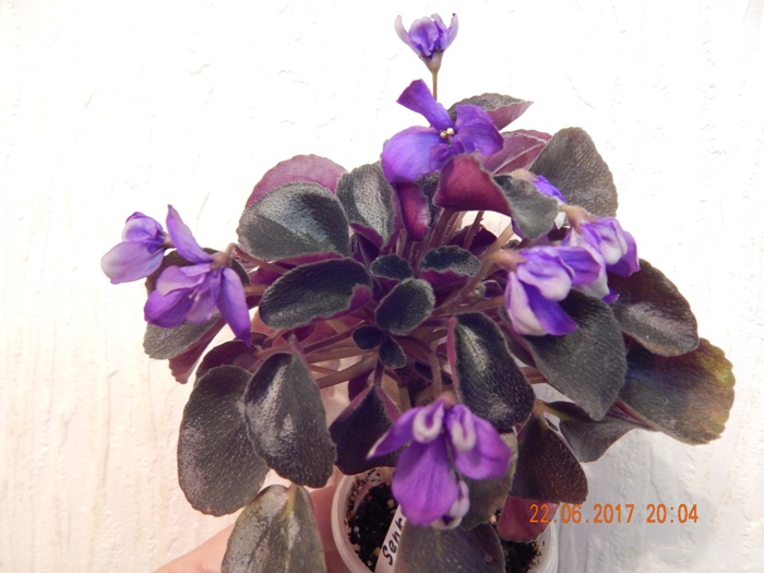 DSCN7853.JPG