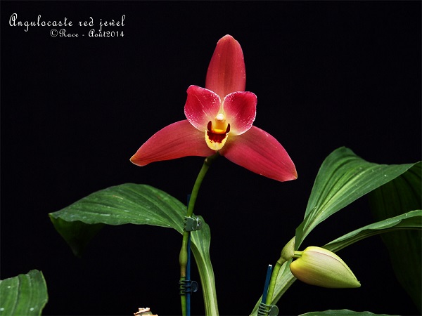 angulocaste red jewel фото.jpg