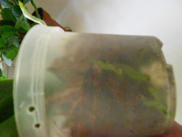 DSCN7255.JPG