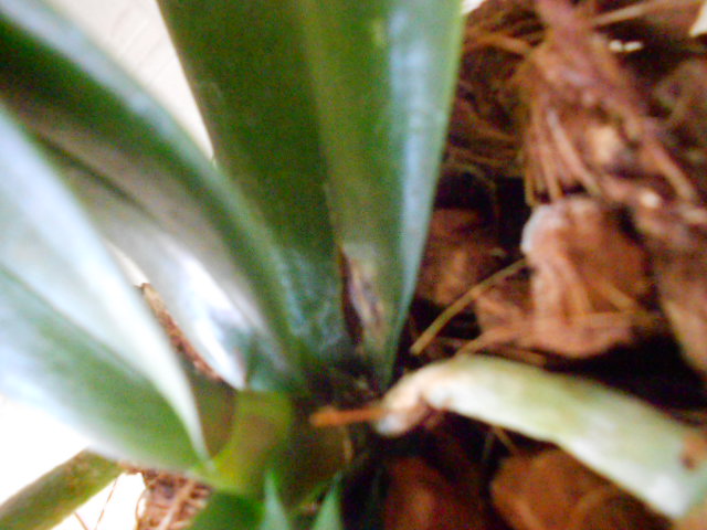 DSCN7254.JPG