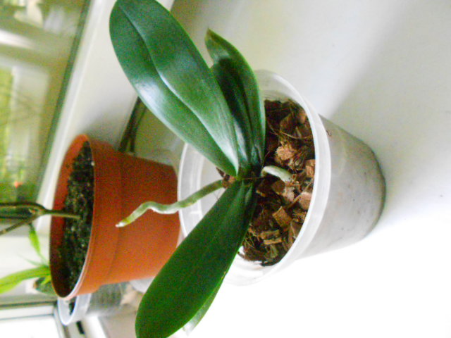 DSCN7265.JPG