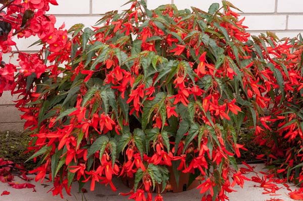 begonia-kapakabana.jpg