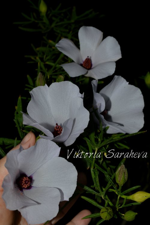 DSC_0678_500x752.jpg