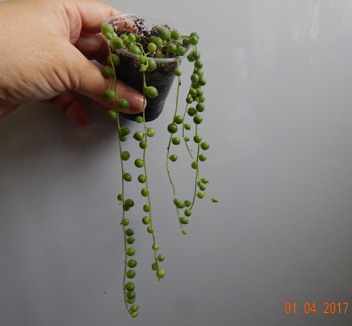 DSCN7623.JPG