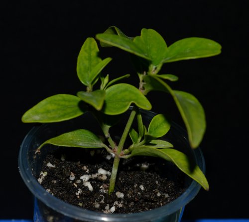 DSC_0717_500x447.jpg