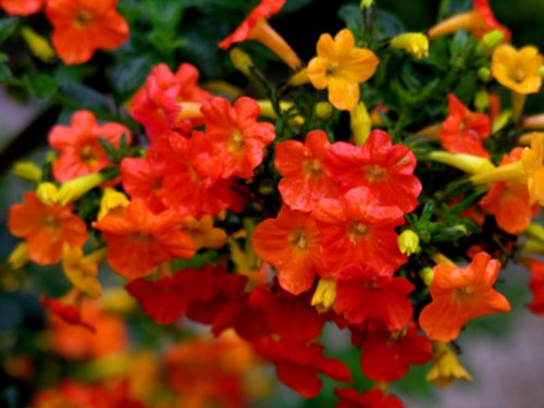 Madere-Streptosolen-Jamesonii-1_500x375.jpg