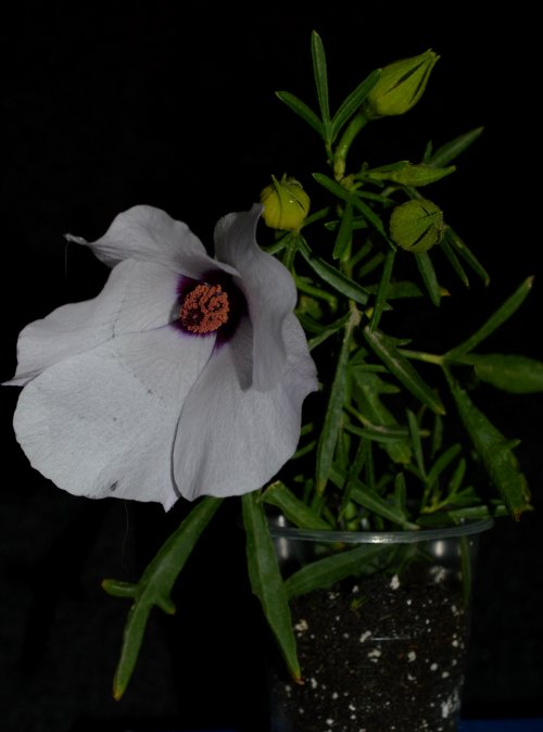 DSC_0712_500x674.jpg
