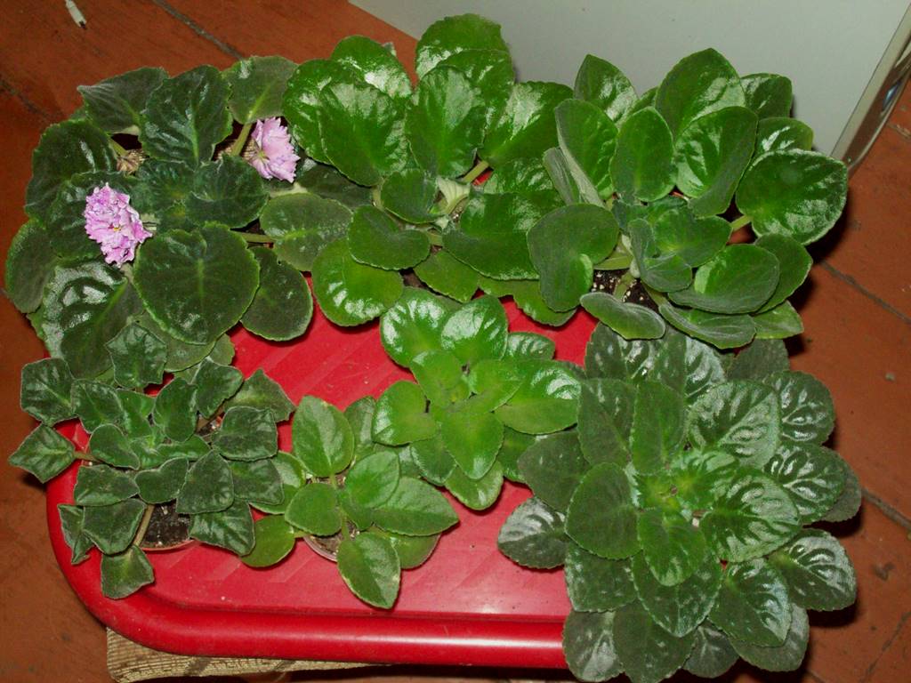 100_2412.JPG