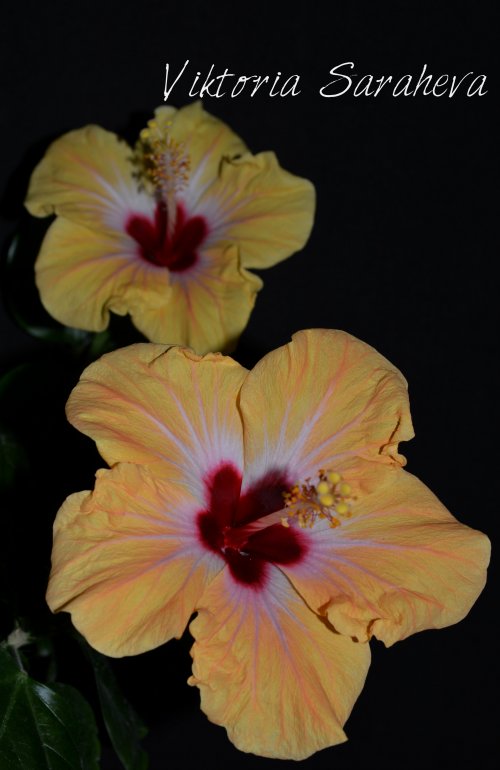 DSC_0729_500x770.jpg