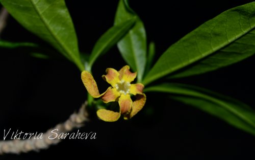DSC_0732_500x313.jpg