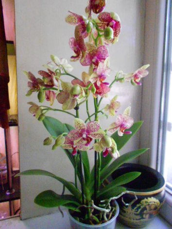 DSCN7243_500.jpg