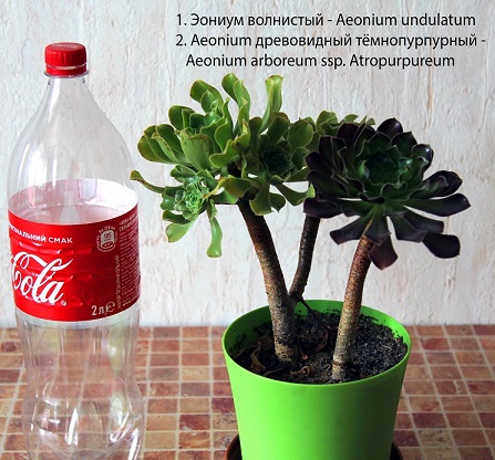 Эониумы (2).jpg
