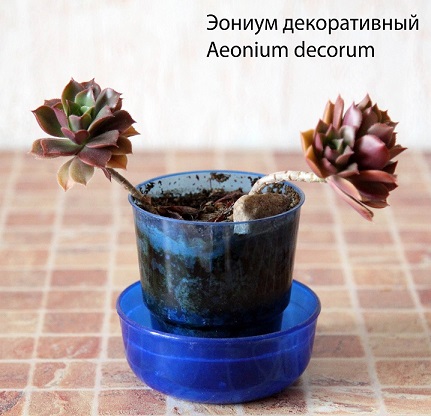 Эониумы (7).jpg