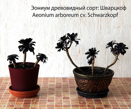 Эониумы (6).jpg