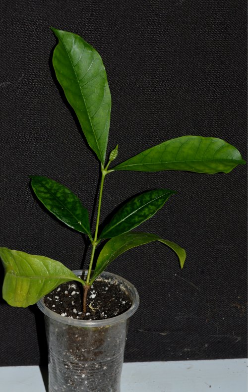 DSC_0001_500x791.jpg