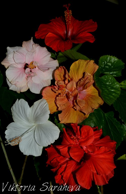 DSC_0749_500x770.jpg