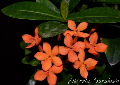 DSC_0015_500x354.jpg