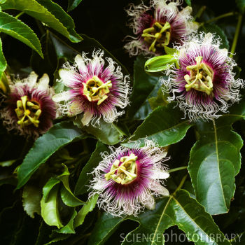 B8303126-Passiflora_edulis_Frederick_-SPL.jpg