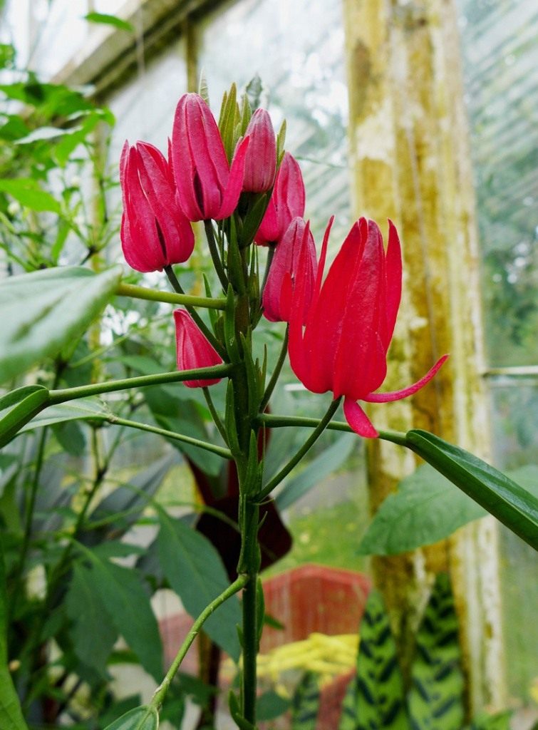 Pavonia-multiflora-2.jpg