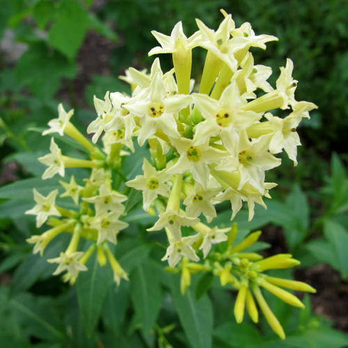 CESTRUM PARQI.JPG