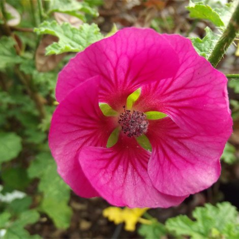 anisodontea-capensis-.jpg
