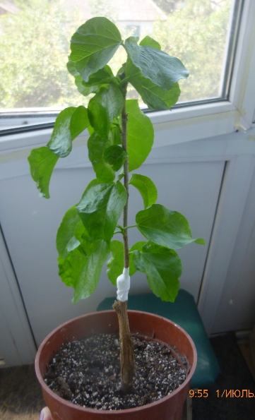 P1320694.JPG