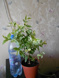 015-2.jpg