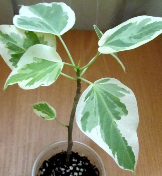 IMG_2161.JPG