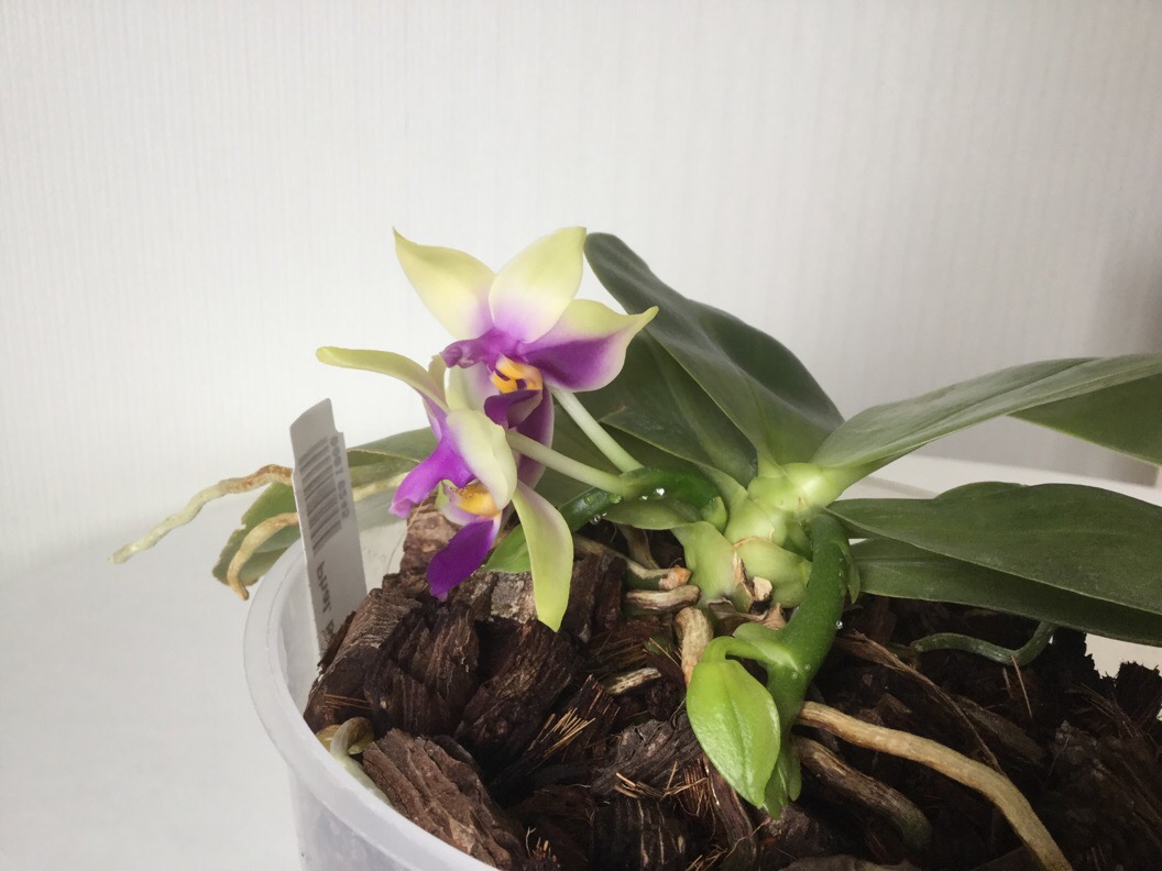 IMG_3232.JPG