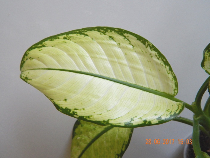 DSCN7889.JPG