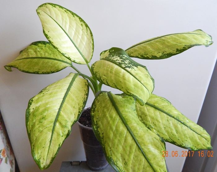 DSCN7887.JPG